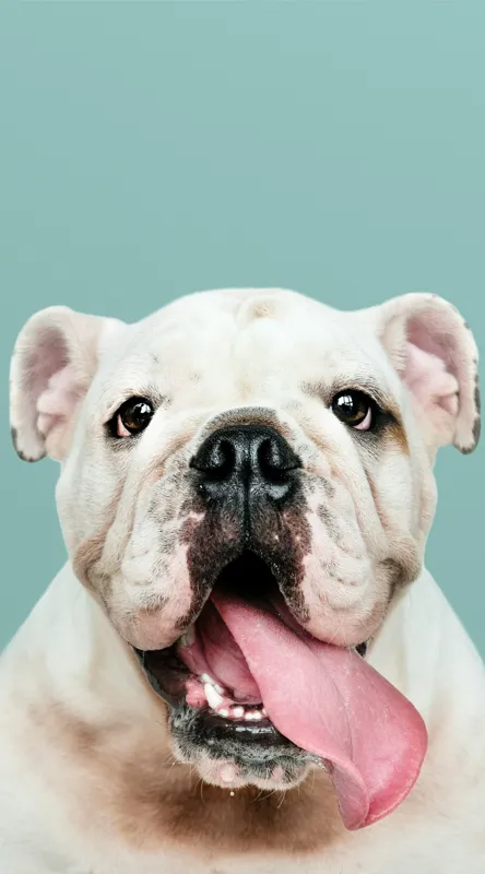 Tablou Canvas, "Bulldog fericit cu limba scoasă", Bulldog, Amuzant, Prietenos, Limbă, Fotografie, Zâmbet, Fundal, Verde, Portret, Drăguț, 50 x 90 cm – poza 2