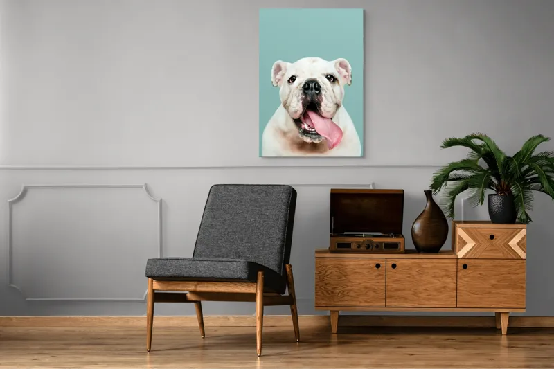 Tablou Canvas, "Bulldog fericit cu limba scoasă", Bulldog, Amuzant, Prietenos, Limbă, Fotografie, Zâmbet, Fundal, Verde, Portret, Drăguț, 70 x 100 cm – poza 6