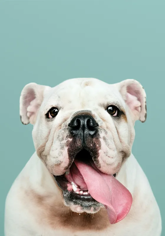 Tablou Canvas, "Bulldog fericit cu limba scoasă", Bulldog, Amuzant, Prietenos, Limbă, Fotografie, Zâmbet, Fundal, Verde, Portret, Drăguț, 70 x 100 cm – poza 2