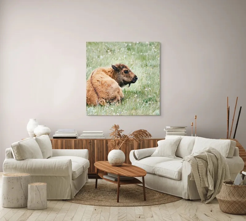 Tablou Canvas, "Pui de bizon odihnindu-se pe câmpie", Nu știu cine este în imagine., 100 x 100 cm – poza 3