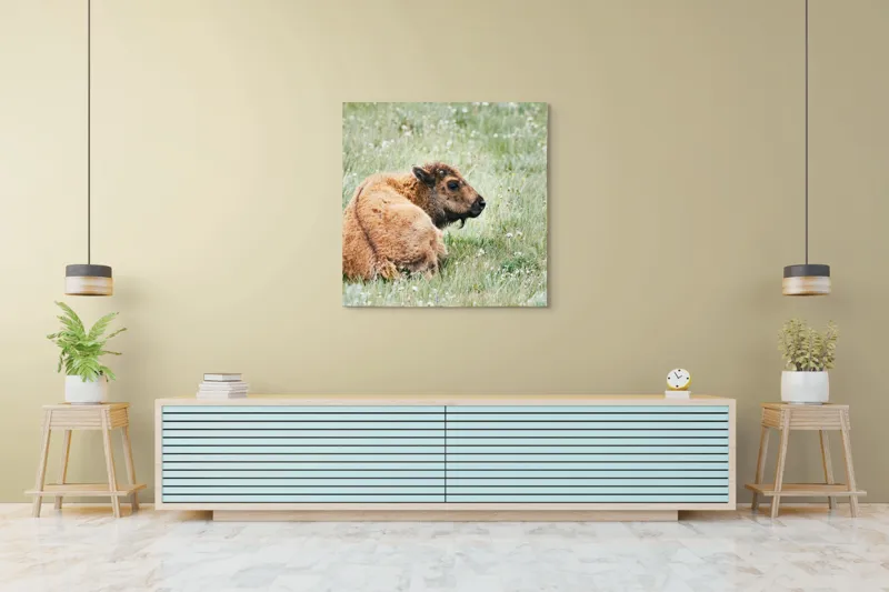Tablou Canvas, "Pui de bizon odihnindu-se pe câmpie", Nu știu cine este în imagine., 100 x 100 cm – poza 5