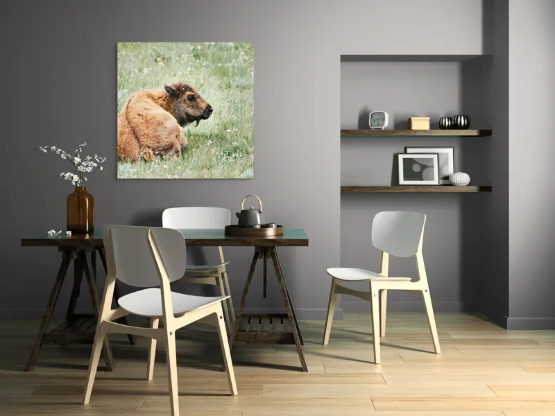 Tablou Canvas, "Pui de bizon odihnindu-se pe câmpie", Nu știu cine este în imagine., 100 x 100 cm – poza 6