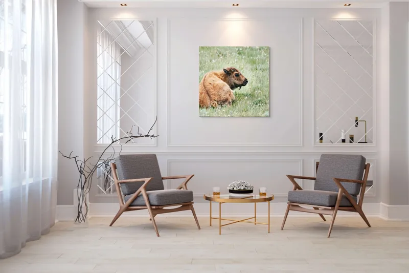 Tablou Canvas, "Pui de bizon odihnindu-se pe câmpie", Nu știu cine este în imagine., 100 x 100 cm – poza 7