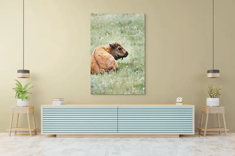 Tablou Canvas, "Pui de bizon odihnindu-se pe câmpie", Nu știu cine este în imagine., 100 x 150 cm – poza 4