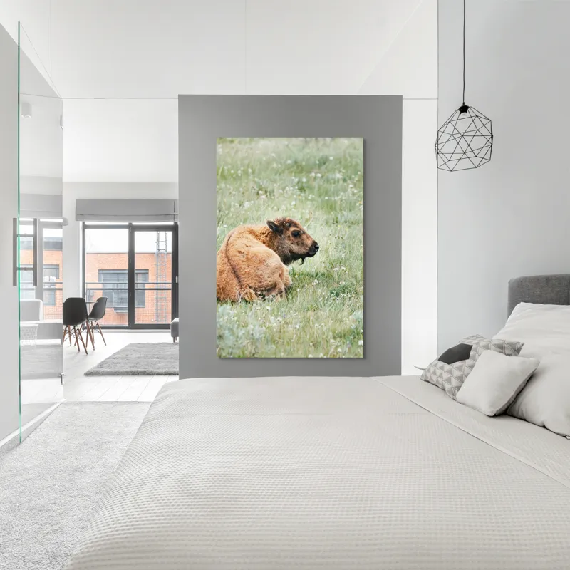 Tablou Canvas, "Pui de bizon odihnindu-se pe câmpie", Nu știu cine este în imagine., 100 x 150 cm – poza 5