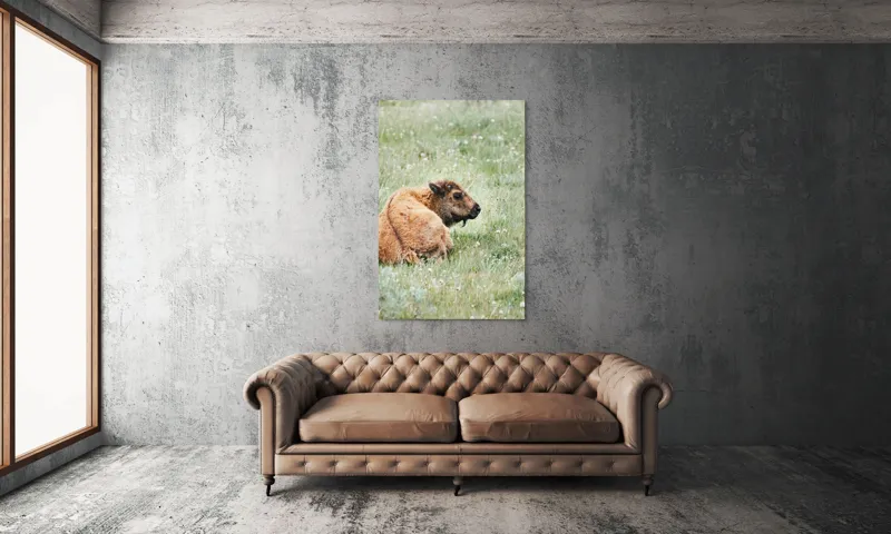 Tablou Canvas, "Pui de bizon odihnindu-se pe câmpie", Nu știu cine este în imagine., 100 x 150 cm – poza 6