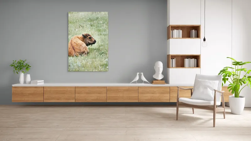 Tablou Canvas, "Pui de bizon odihnindu-se pe câmpie", Nu știu cine este în imagine., 100 x 150 cm – poza 8