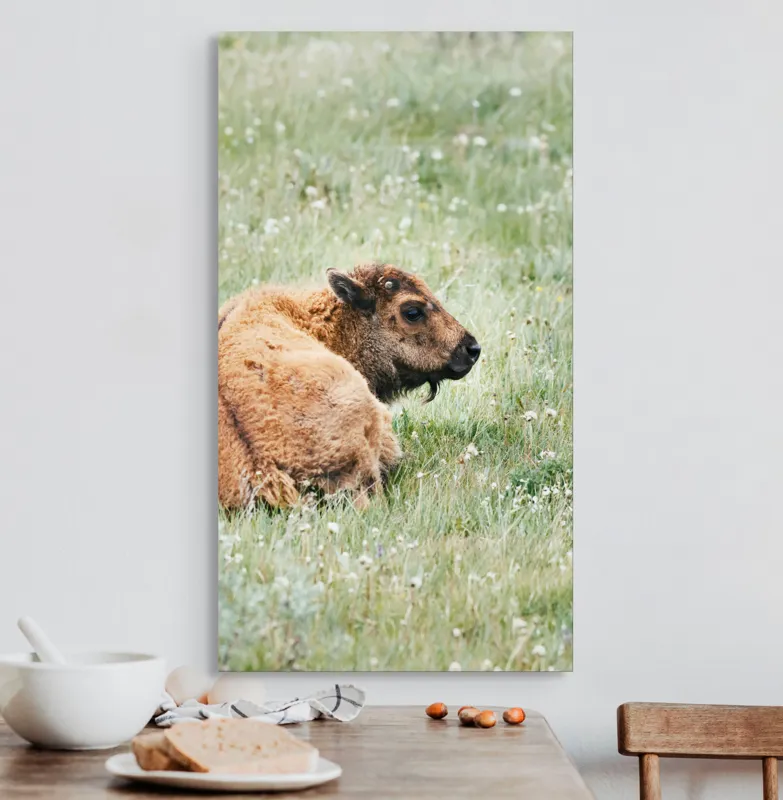 Tablou Canvas, "Pui de bizon odihnindu-se pe câmpie", Nu știu cine este în imagine., 50 x 90 cm – poza 3