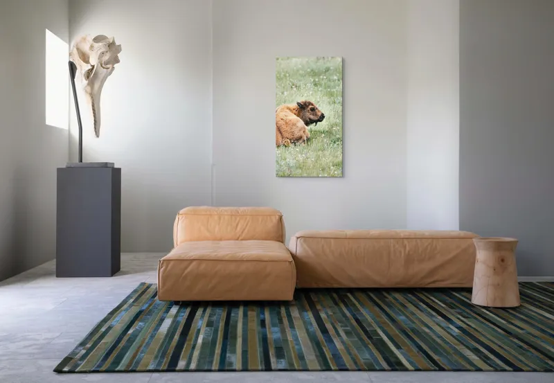 Tablou Canvas, "Pui de bizon odihnindu-se pe câmpie", Nu știu cine este în imagine., 50 x 90 cm – poza 5