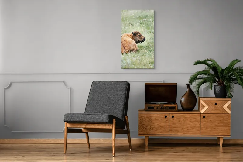 Tablou Canvas, "Pui de bizon odihnindu-se pe câmpie", Nu știu cine este în imagine., 50 x 90 cm – poza 8