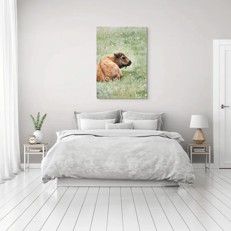 Tablou Canvas, "Pui de bizon odihnindu-se pe câmpie", Nu știu cine este în imagine., 70 x 100 cm – poza 3