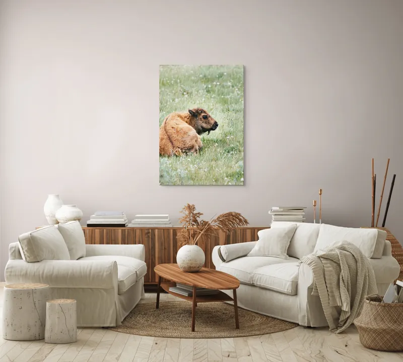 Tablou Canvas, "Pui de bizon odihnindu-se pe câmpie", Nu știu cine este în imagine., 70 x 100 cm – poza 4