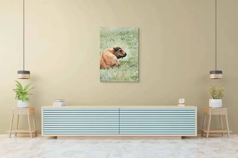 Tablou Canvas, "Pui de bizon odihnindu-se pe câmpie", Nu știu cine este în imagine., 70 x 100 cm – poza 5