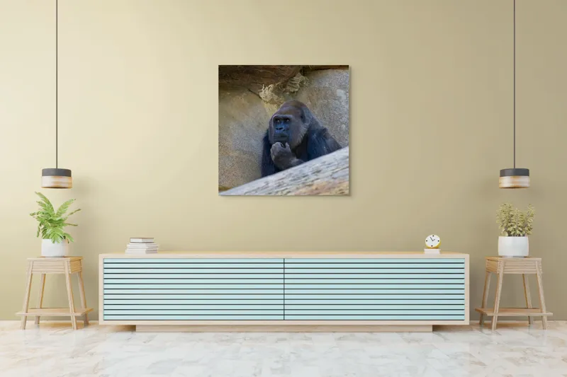 Tablou Canvas, "Gorila meditând la timpuri uitate", Gânditor, Gorilă, Contemplare, Zid, Relaxează, Natură, Observație, 100 x 100 cm – poza 5