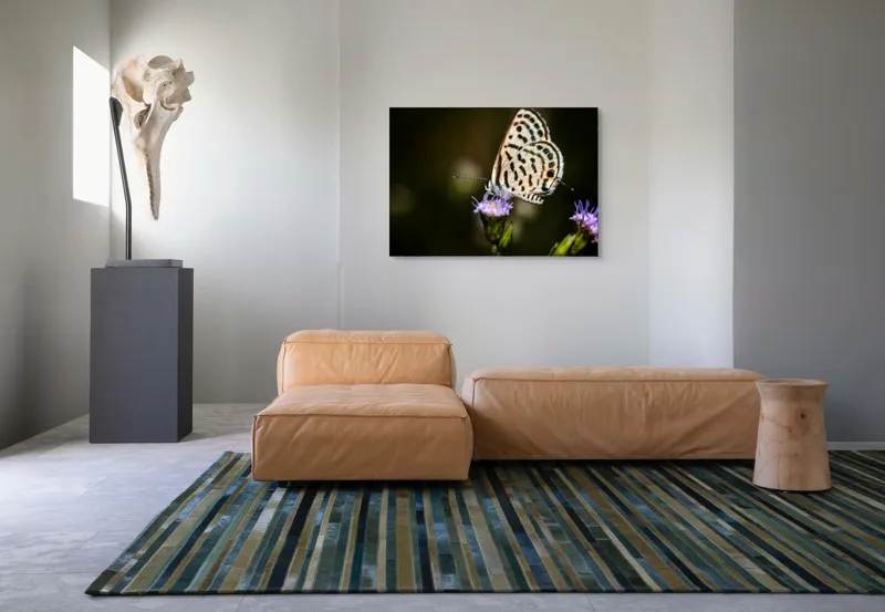 Tablou Canvas, "Fluture delicat pe floare violetă", Fluture, Floricică, Delicatețe, Natură, Fragilitate, Aripă, Petale, Culori, Lumină, Contrast., 100 x 70 cm – poza 7