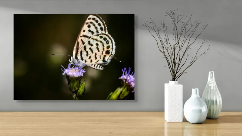 Tablou Canvas, "Fluture delicat pe floare violetă", Fluture, Floricică, Delicatețe, Natură, Fragilitate, Aripă, Petale, Culori, Lumină, Contrast., 70 x 50 cm – poza 3