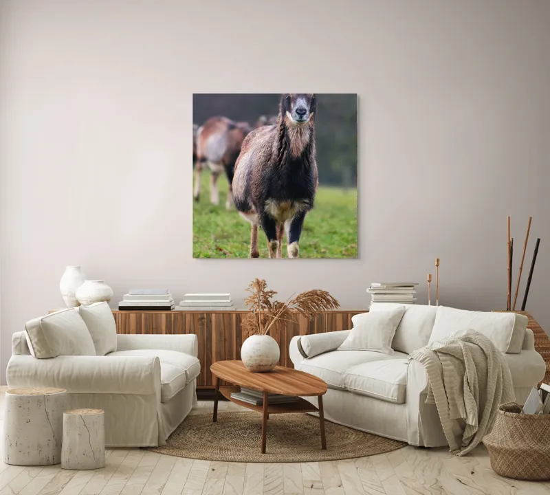 Tablou Canvas, "capra in lumina ploii de primavara", 100 x 100 cm – poza 3