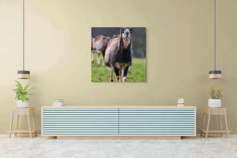 Tablou Canvas, "capra in lumina ploii de primavara", 100 x 100 cm – poza 5