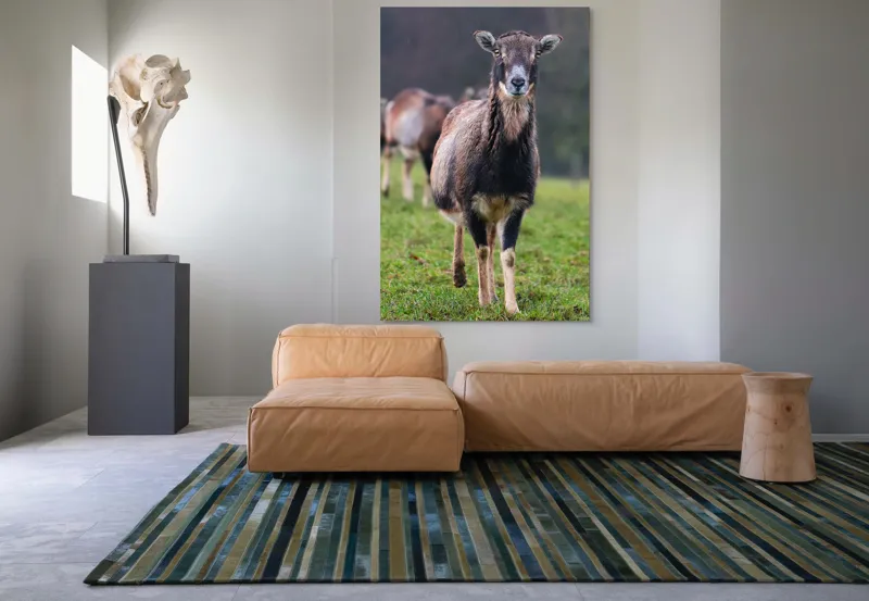 Tablou Canvas, "capra in lumina ploii de primavara", Nu pot spune cine este sau ce face această vietate pe baza unei imagini., 100 x 150 cm – poza 7
