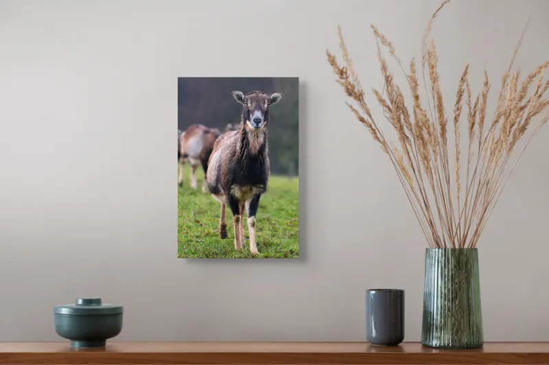 Tablou Canvas, "capra in lumina ploii de primavara", Nu pot spune cine este sau ce face această vietate pe baza unei imagini., 26 x 39 cm – poza 5