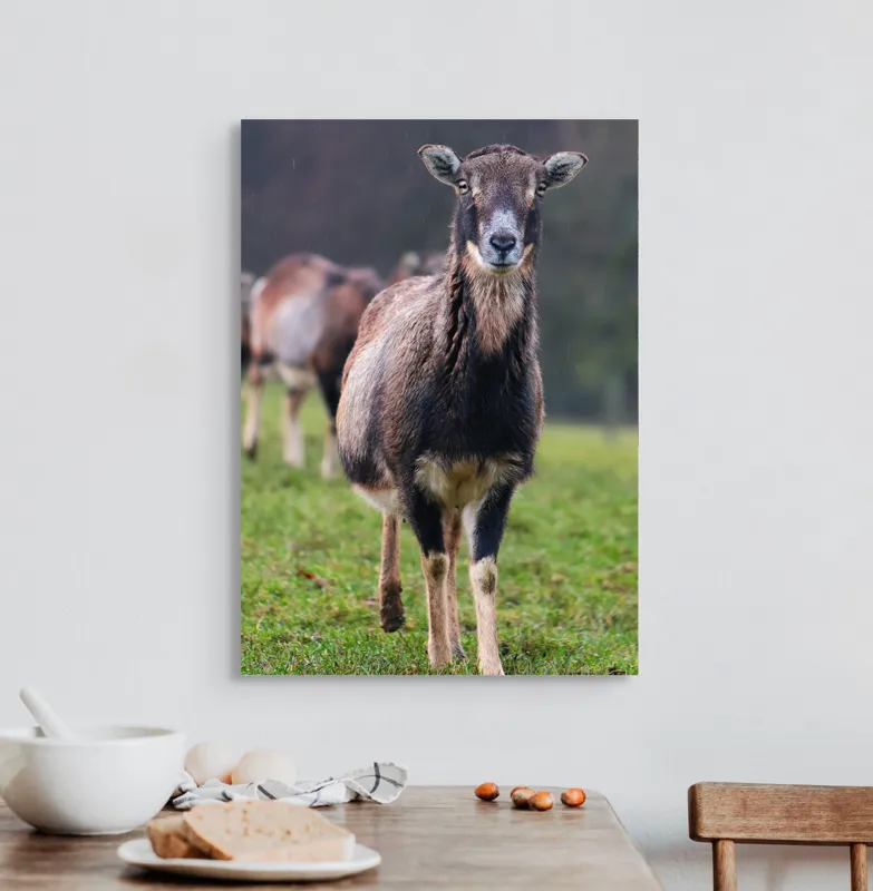 Tablou Canvas, "capra in lumina ploii de primavara", Nu pot spune cine este sau ce face această vietate pe baza unei imagini., 50 x 70 cm – poza 3