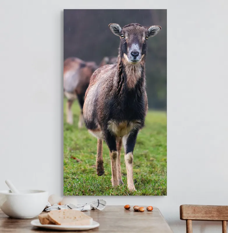 Tablou Canvas, "capra in lumina ploii de primavara", Nu pot spune cine este sau ce face această vietate pe baza unei imagini., 50 x 90 cm – poza 3