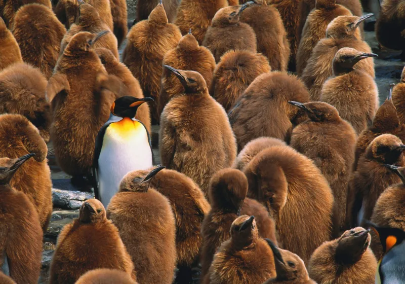 Tablou Canvas, "Pinguinul împărat între pui de pinguin", Puf, Pinguin, Pene, Contrast, Grupa, Camuflaj, Pui, Culoare, Natură, Varietate, 100 x 70 cm – poza 2