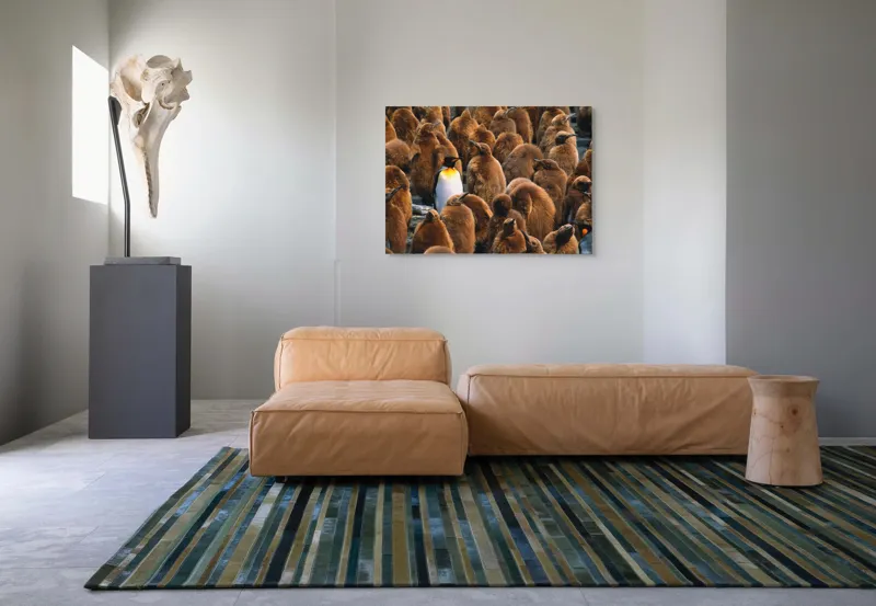 Tablou Canvas, "Pinguinul împărat între pui de pinguin", Puf, Pinguin, Pene, Contrast, Grupa, Camuflaj, Pui, Culoare, Natură, Varietate, 100 x 70 cm – poza 7