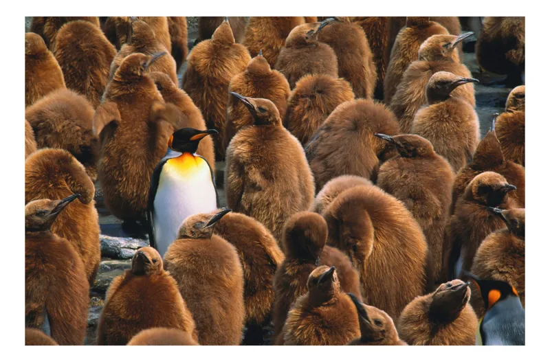 Tablou Canvas, "Pinguinul împărat între pui de pinguin", Puf, Pinguin, Pene, Contrast, Grupa, Camuflaj, Pui, Culoare, Natură, Varietate, 90 x 50 cm