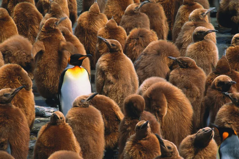 Tablou Canvas, "Pinguinul împărat între pui de pinguin", Puf, Pinguin, Pene, Contrast, Grupa, Camuflaj, Pui, Culoare, Natură, Varietate, 150 x 100 cm – poza 2