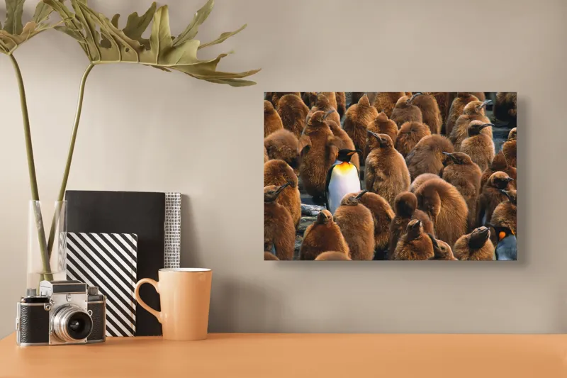 Tablou Canvas, "Pinguinul împărat între pui de pinguin", Puf, Pinguin, Pene, Contrast, Grupa, Camuflaj, Pui, Culoare, Natură, Varietate, 39 x 26 cm – poza 3