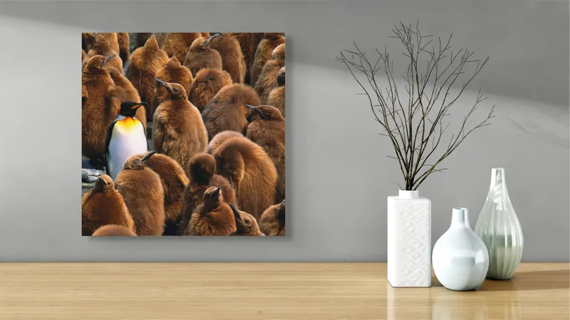 Tablou Canvas, "Pinguinul împărat între pui de pinguin", Puf, Pinguin, Pene, Contrast, Grupa, Camuflaj, Pui, Culoare, Natură, Varietate, 50 x 50 cm – poza 3