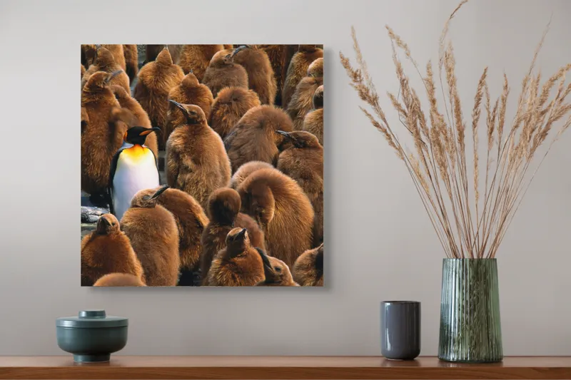 Tablou Canvas, "Pinguinul împărat între pui de pinguin", Puf, Pinguin, Pene, Contrast, Grupa, Camuflaj, Pui, Culoare, Natură, Varietate, 50 x 50 cm – poza 4