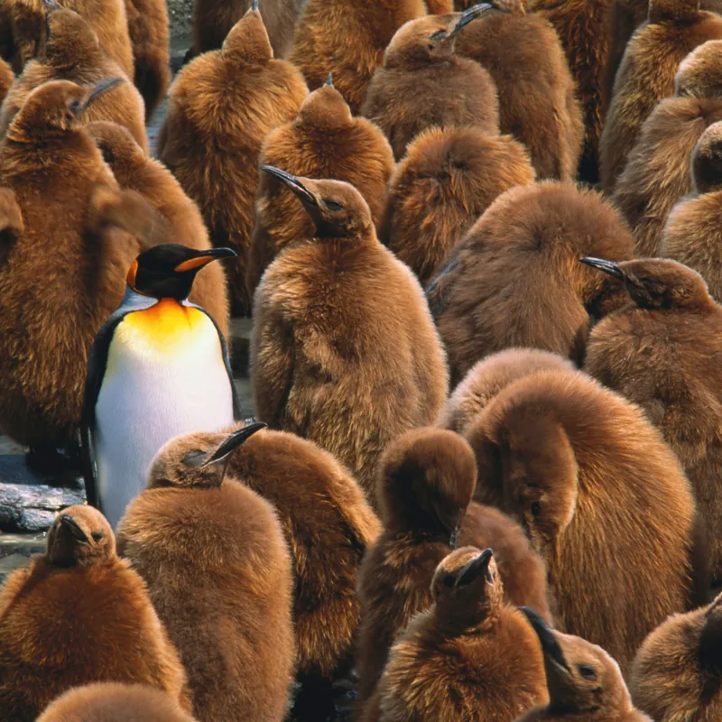 Tablou Canvas, "Pinguinul împărat între pui de pinguin", Puf, Pinguin, Pene, Contrast, Grupa, Camuflaj, Pui, Culoare, Natură, Varietate, 50 x 50 cm – poza 2