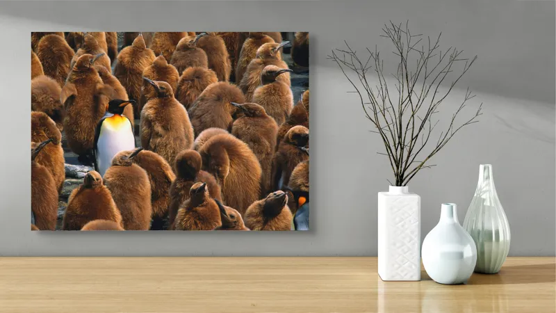 Tablou Canvas, "Pinguinul împărat între pui de pinguin", Puf, Pinguin, Pene, Contrast, Grupa, Camuflaj, Pui, Culoare, Natură, Varietate, 70 x 50 cm – poza 3