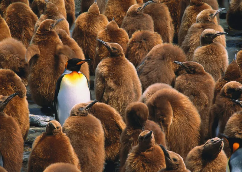 Tablou Canvas, "Pinguinul împărat între pui de pinguin", Puf, Pinguin, Pene, Contrast, Grupa, Camuflaj, Pui, Culoare, Natură, Varietate, 70 x 50 cm – poza 2