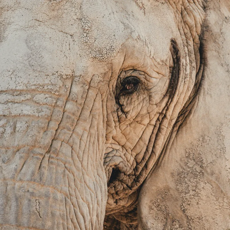 Tablou Canvas, "Căldura privirii unui elefant", Elefant, Majestuos, Impresionant, Puternic, Seren, Rugos, Venerabil, Natural, Profund, Inspirator, 100 x 100 cm – poza 2