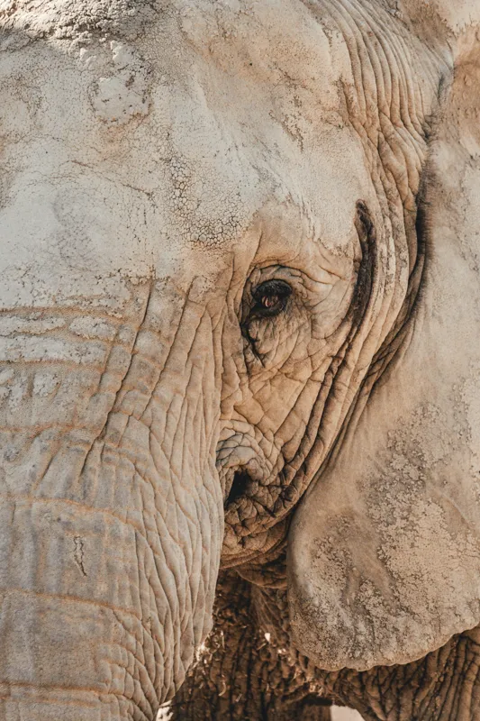 Tablou Canvas, "Căldura privirii unui elefant", Elefant, Majestuos, Impresionant, Puternic, Seren, Rugos, Venerabil, Natural, Profund, Inspirator, 100 x 150 cm – poza 2