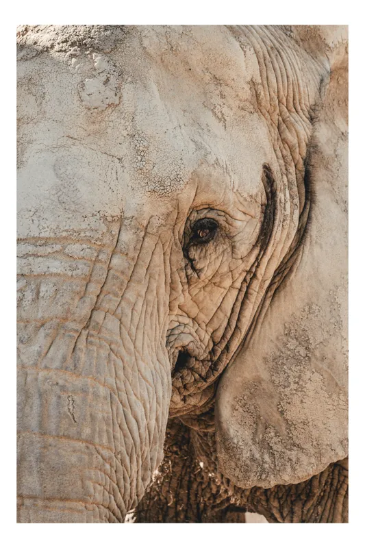 Tablou Canvas, "Căldura privirii unui elefant", Elefant, Majestuos, Impresionant, Puternic, Seren, Rugos, Venerabil, Natural, Profund, Inspirator, 39 x 54 cm