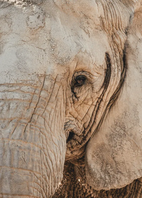 Tablou Canvas, "Căldura privirii unui elefant", Elefant, Majestuos, Impresionant, Puternic, Seren, Rugos, Venerabil, Natural, Profund, Inspirator, 50 x 70 cm – poza 2