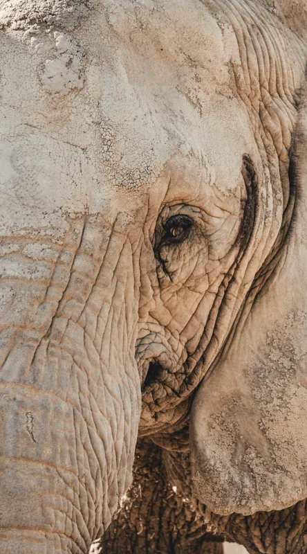 Tablou Canvas, "Căldura privirii unui elefant", Elefant, Majestuos, Impresionant, Puternic, Seren, Rugos, Venerabil, Natural, Profund, Inspirator, 50 x 90 cm – poza 2