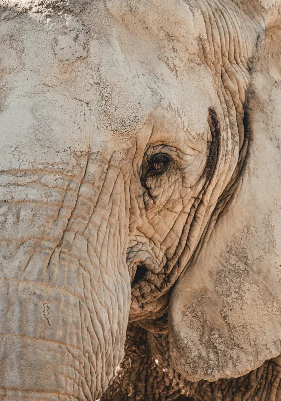 Tablou Canvas, "Căldura privirii unui elefant", Elefant, Majestuos, Impresionant, Puternic, Seren, Rugos, Venerabil, Natural, Profund, Inspirator, 70 x 100 cm – poza 2