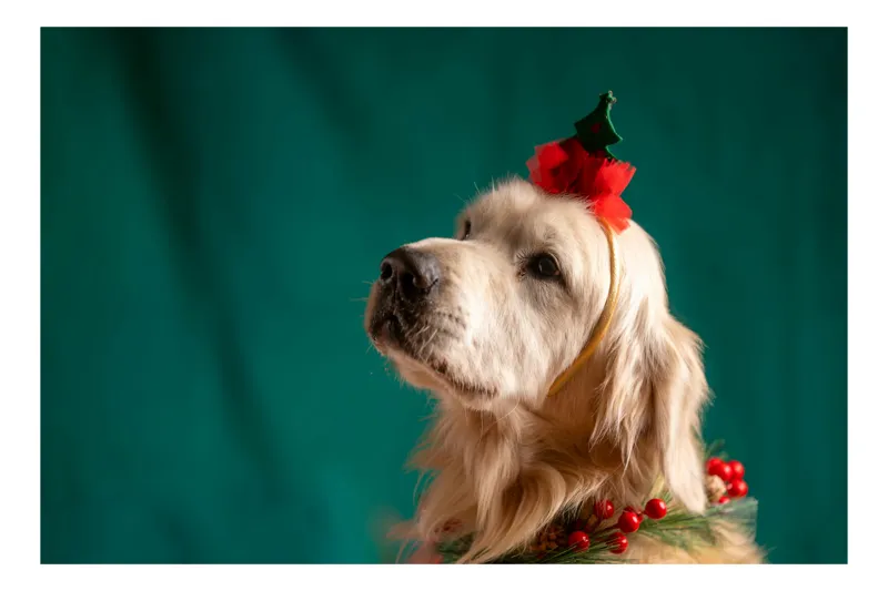 Tablou Canvas, "Câine împodobit de sărbători de iarnă", Golden Retriever, Festive, Headband, Christmas, Green Background, 100 x 70 cm