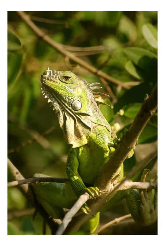 Tablou Canvas Iguana în Pădure Tropicală Verde - Artă Naturală Exotică, 39 x 54 cm