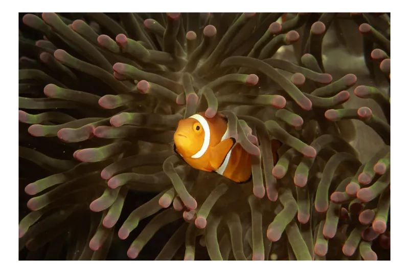 Tablou Canvas Ocean Simbioză Pești Clovn Anemone Habitat Corali, 150 x 100 cm