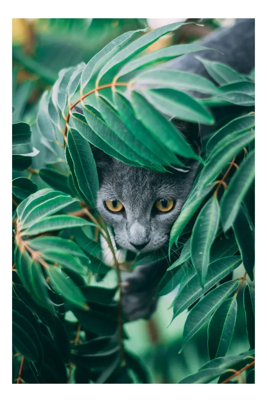 Tablou Canvas Pisică în Tufiș Verde Natură Misterioasă, 26 x 39 cm