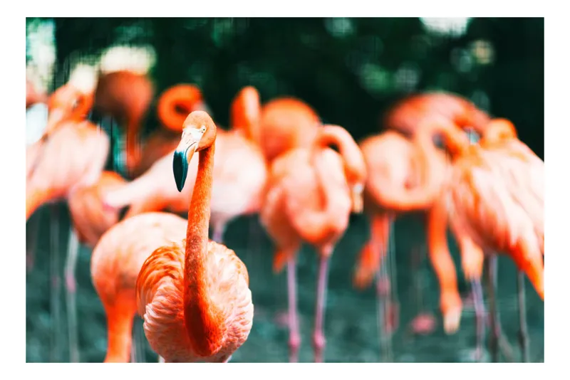 Tablou Canvas Flamingo în Lumină - Artă Exotică și Serenitate, 100 x 100 cm