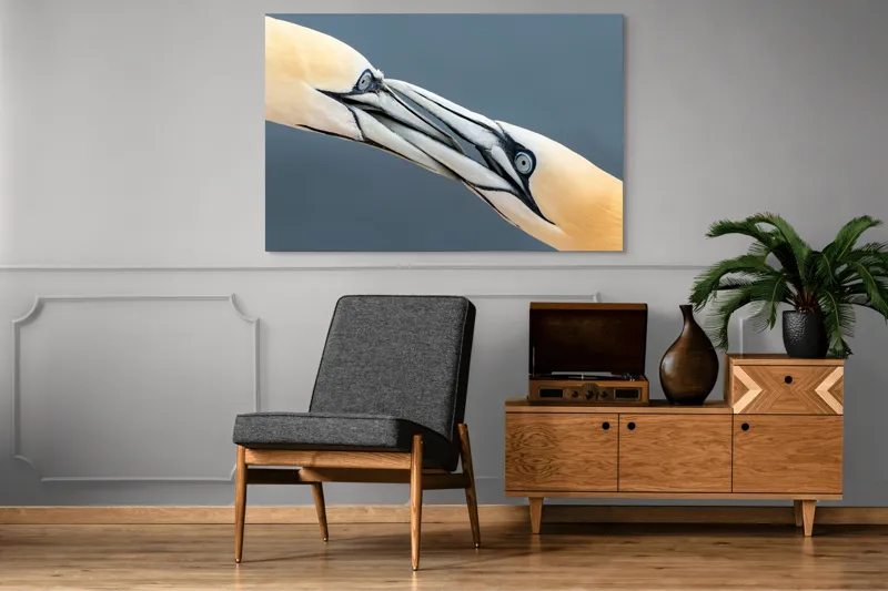 Tablou Canvas Păsări Interacțiune Natură Ochi Penaj, 150 x 100 cm – poza 8