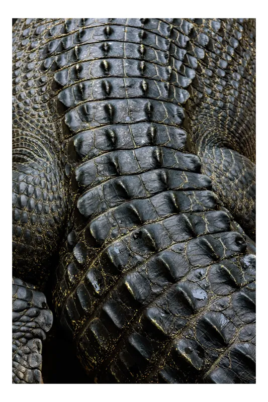 Tablou Canvas, "Textura misterioasă a unui crocodil ancient", Scuturi, Textură, Reptilian, Solzi, Robust, Natură, Intimidant, Strălucire, 39 x 54 cm