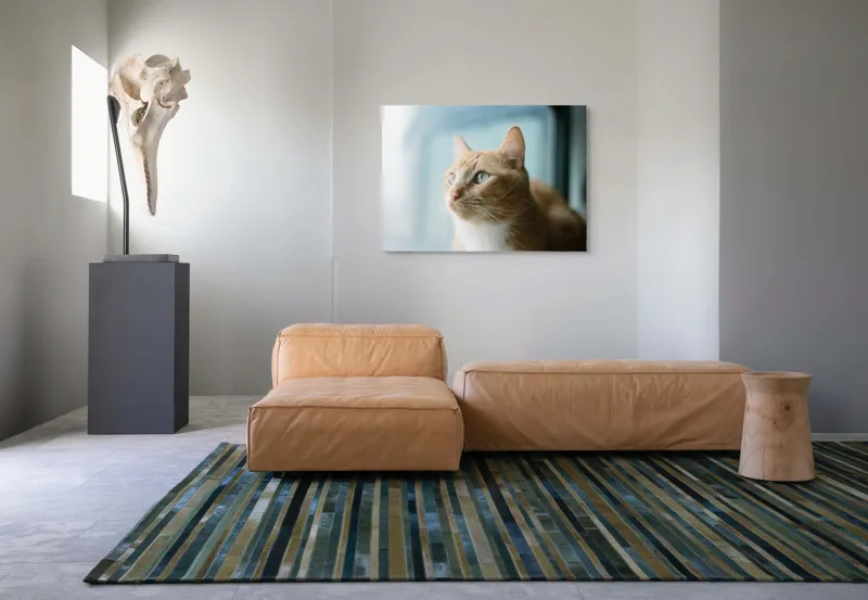 Tablou Canvas, "Visul unei pisici portocalii", Pisică, Portocalie, Privire, Curioasă, Blană, Mătăsoasă, Fereastră, Lumină, 100 x 70 cm – poza 7